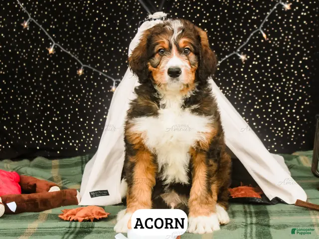 Bernedoodle dogs for sale: Acorn - Ad 2