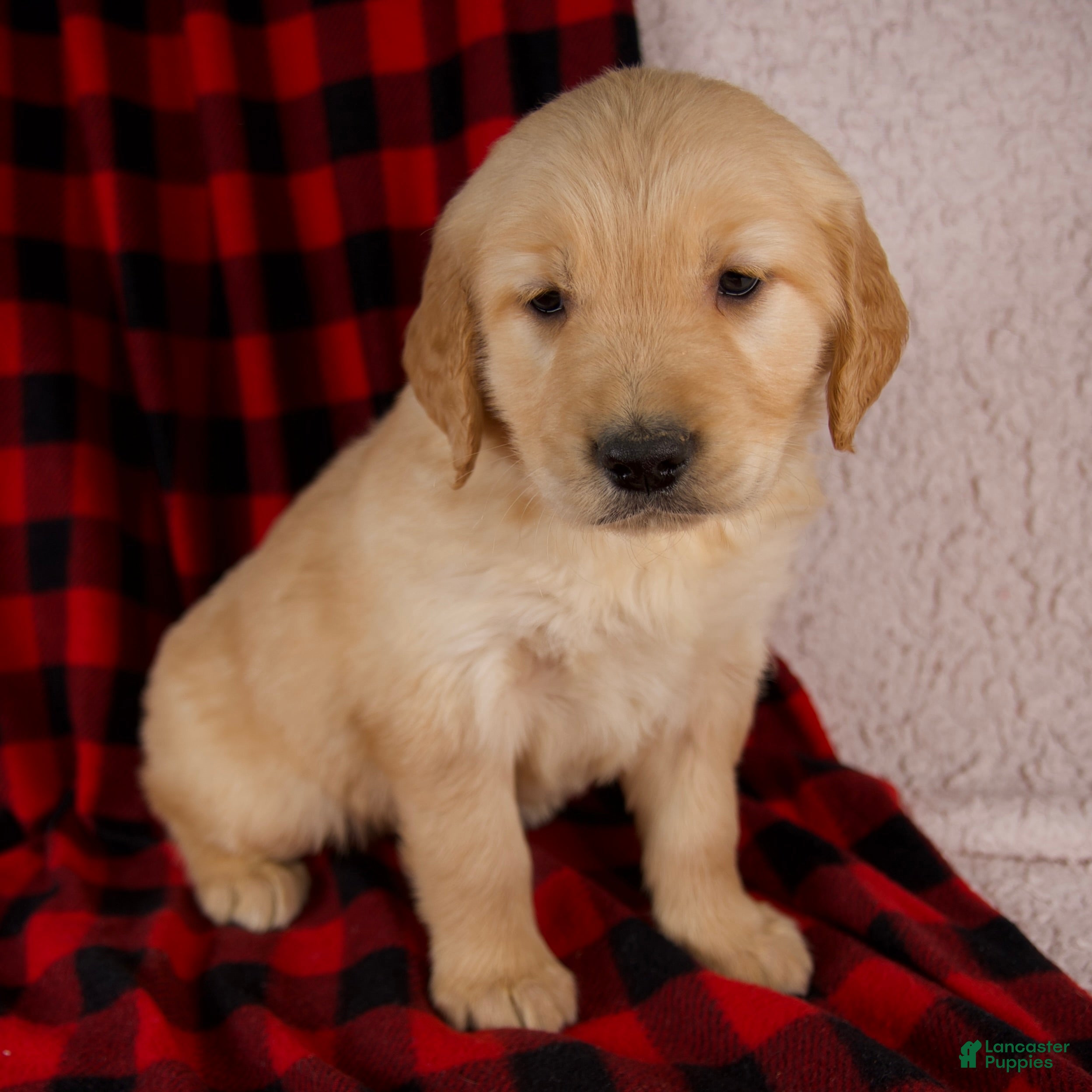 Golden Retriever dogs Tessa - Ad 7