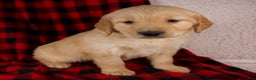 Golden Retriever dogs for sale: Tessa - Ad 1