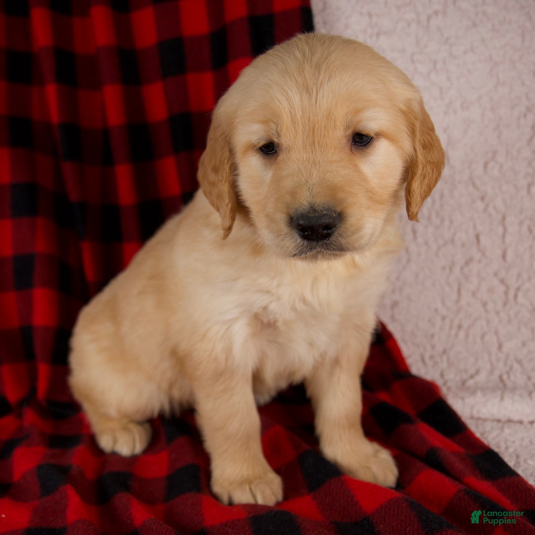 Golden Retriever dogs for sale: Tessa - Ad 1