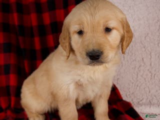 Golden Retriever dogs Tessa - Ad 7