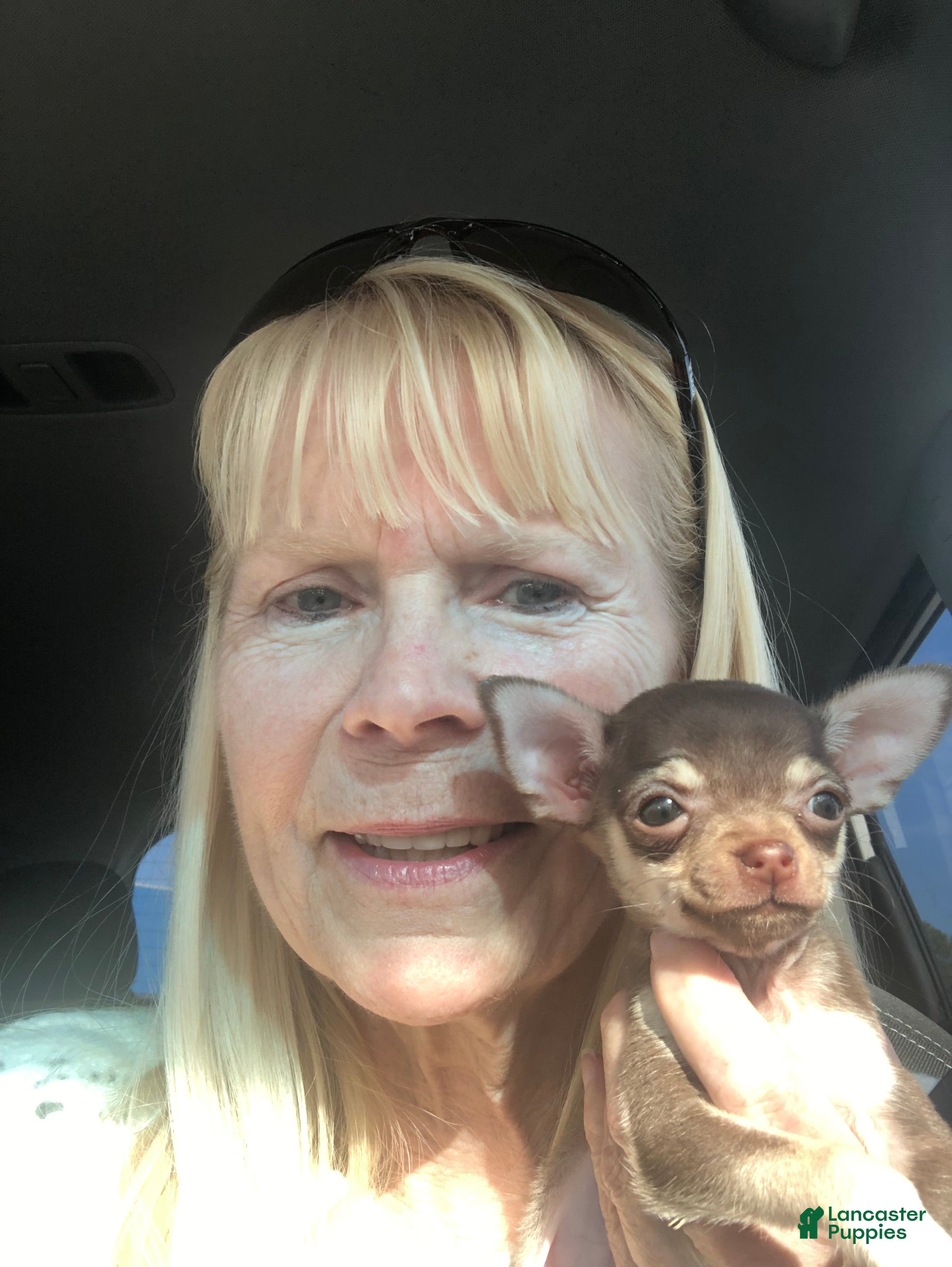 Chihuahua dogs Princess chocolate tan teacup - Ad 25