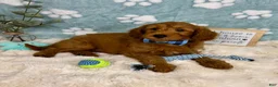 Mini Goldendoodle dogs for sale: Zane - Ad 5