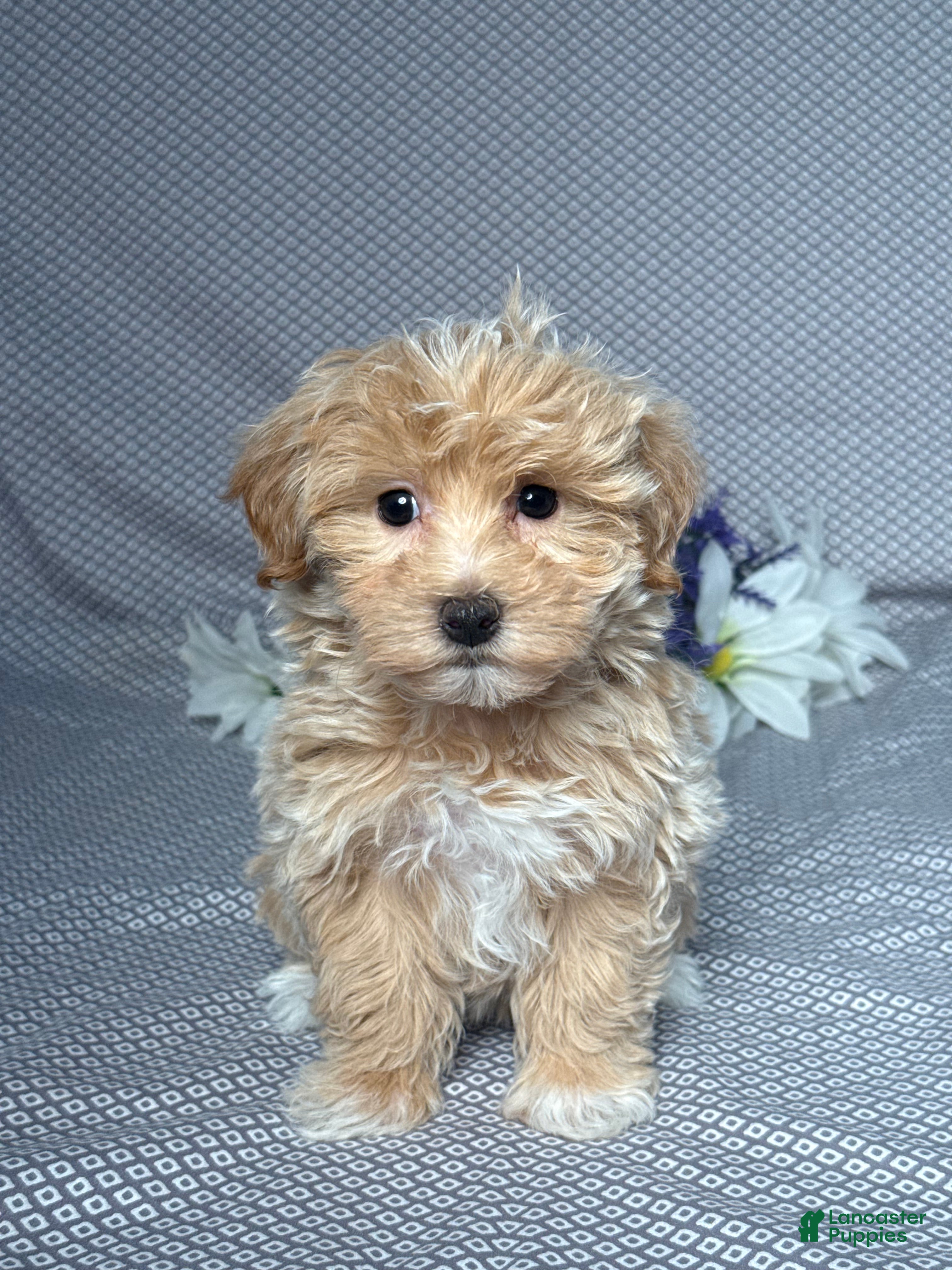 Maltipoo dogs Ryan - Ad 1