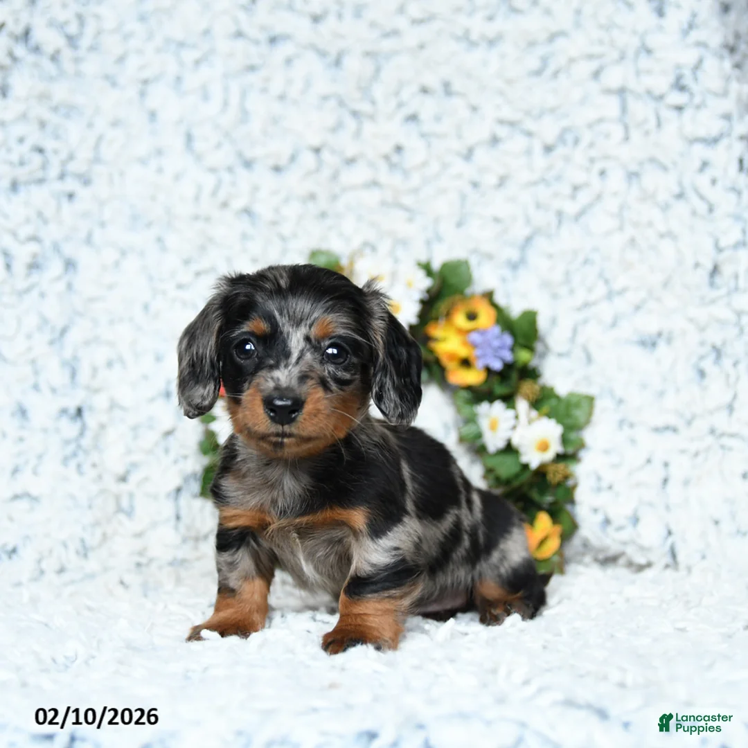 Miniature Dachshund dogs for sale: Cody - Ad 2
