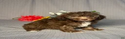 Havapoo dogs for sale: Ellie - Ad 3