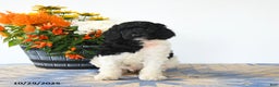 Standard Poodle dogs for sale: Monty - Ad 5