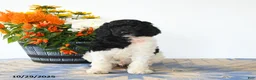 Standard Poodle dogs for sale: Monty - Ad 5