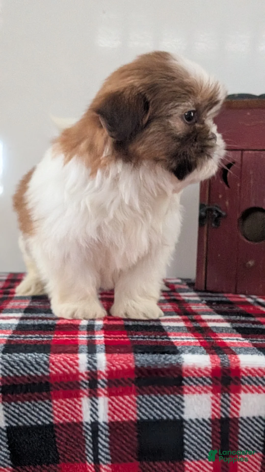 Shih Tzu dogs for sale: Captain - Ad 8