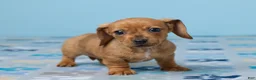 Miniature Dachshund dogs for sale: Daisy - Ad 4