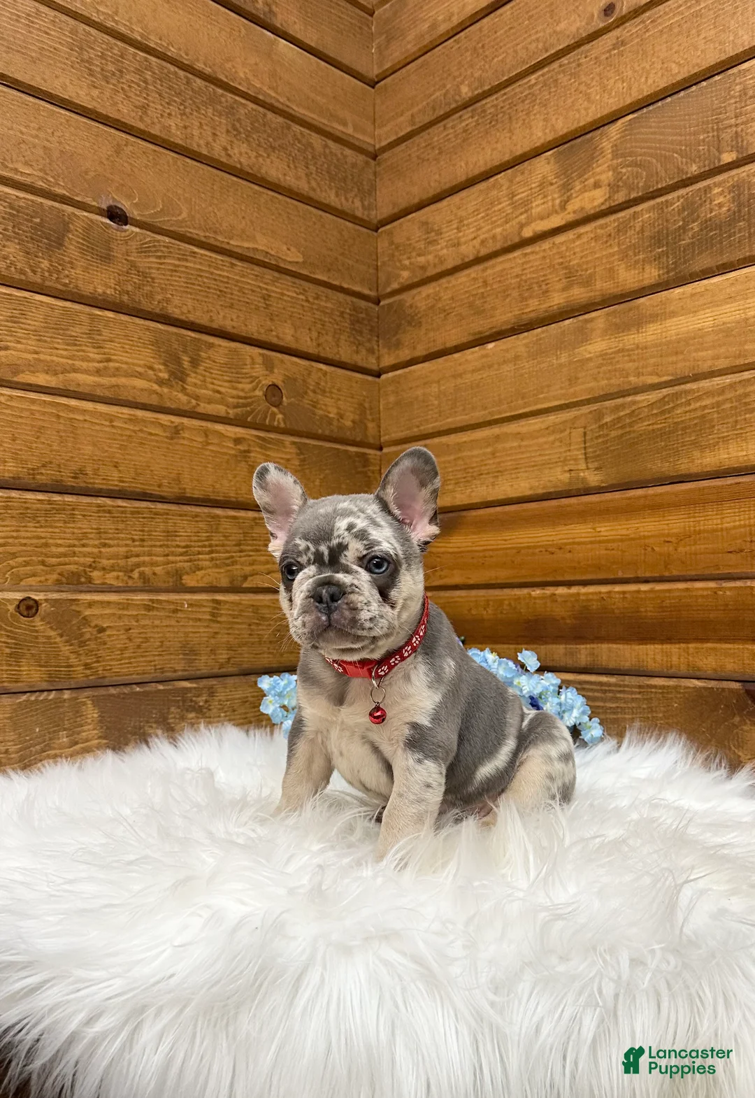 French Bulldog dogs for sale: Jace - Ad 2