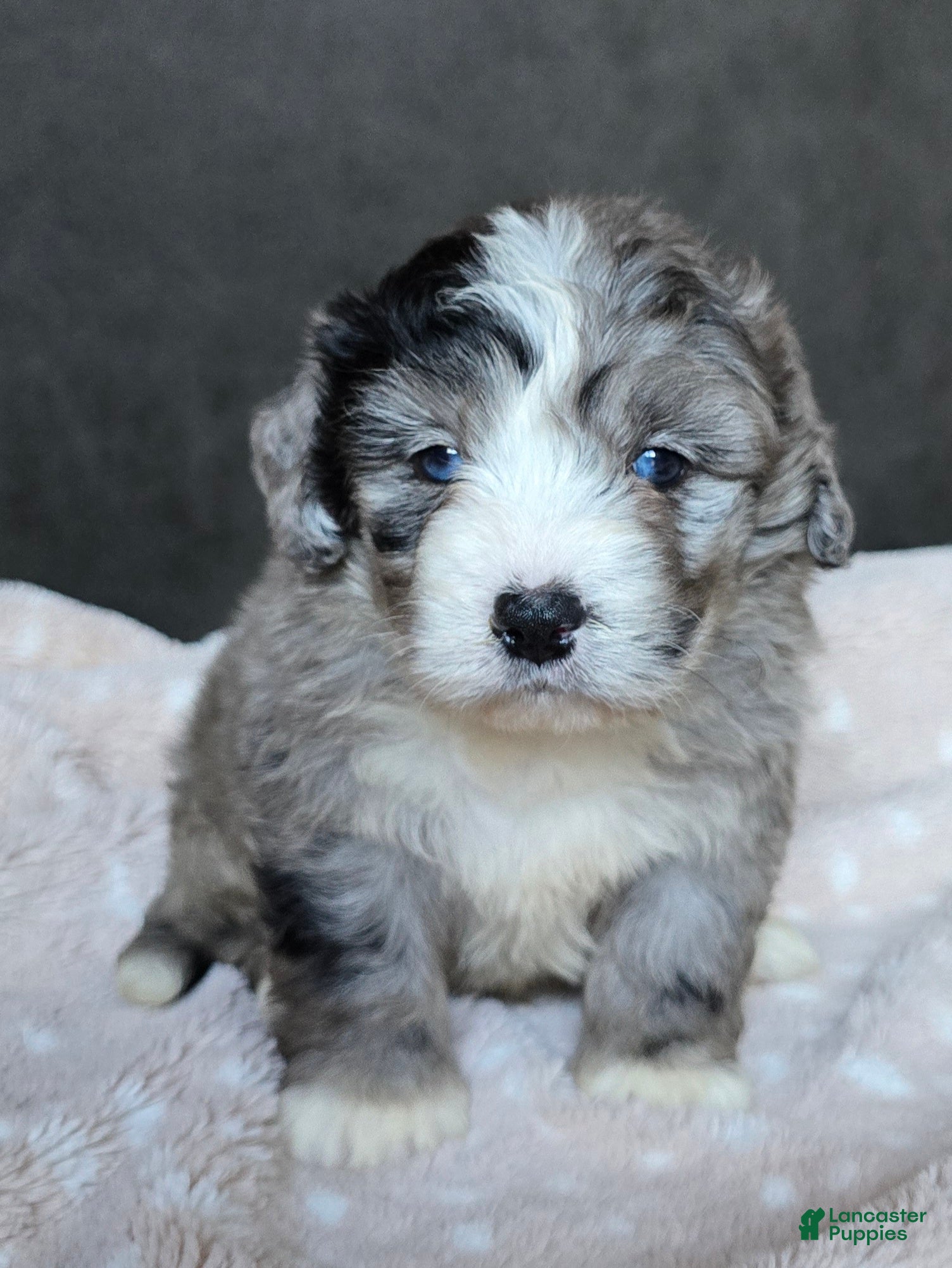 Mini Bernedoodle dogs for sale: Mini Walt - Ad 1