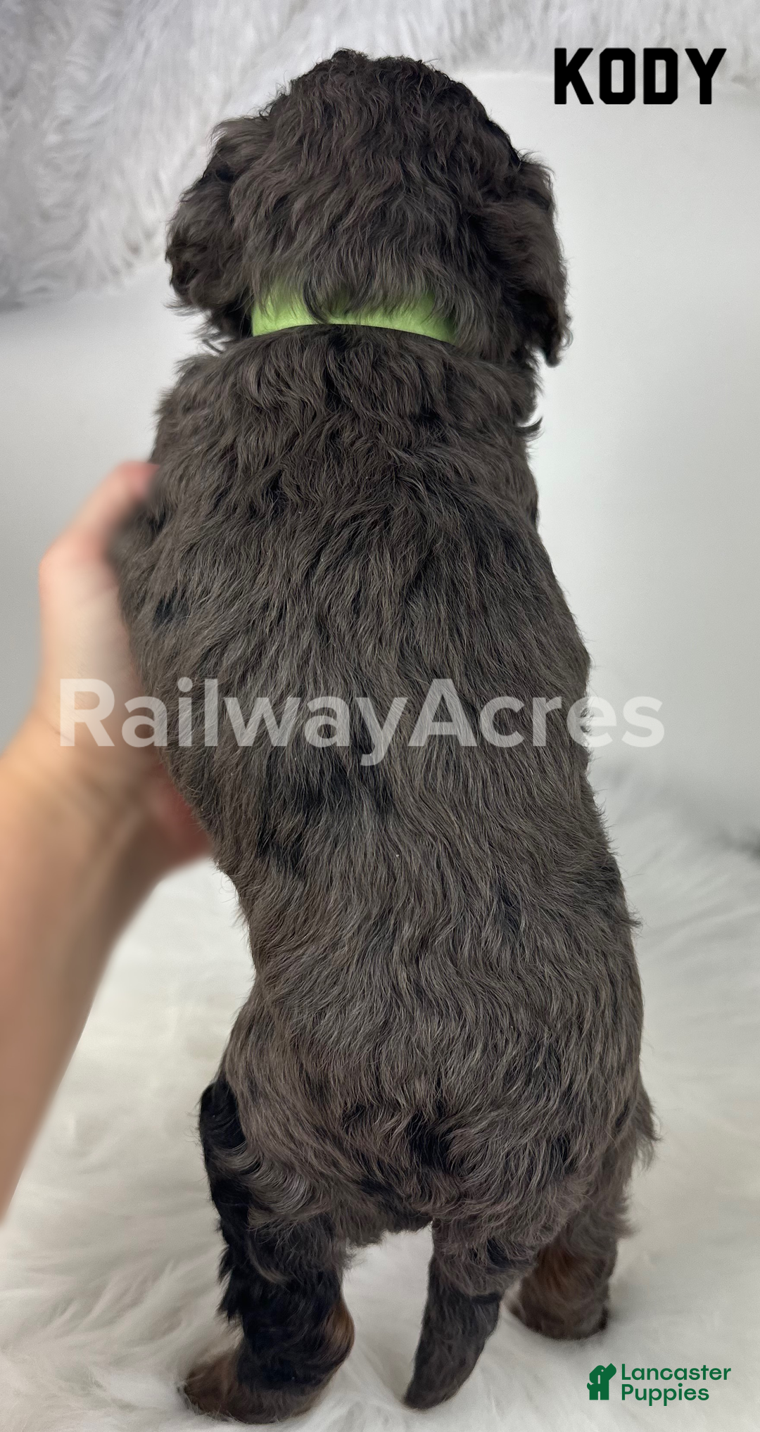 Mini Goldendoodle dogs for sale: Kody-Petite - Ad 2