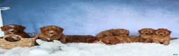 Cavapoo dogs for sale: TRAVIS - Ad 19