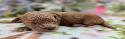 Cockapoo dogs for sale: Nigel - Ad 4