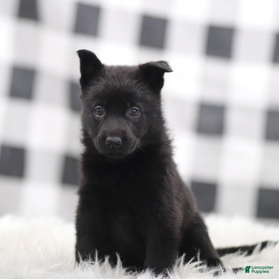 German Shepherd dogs Faith - Ad 25