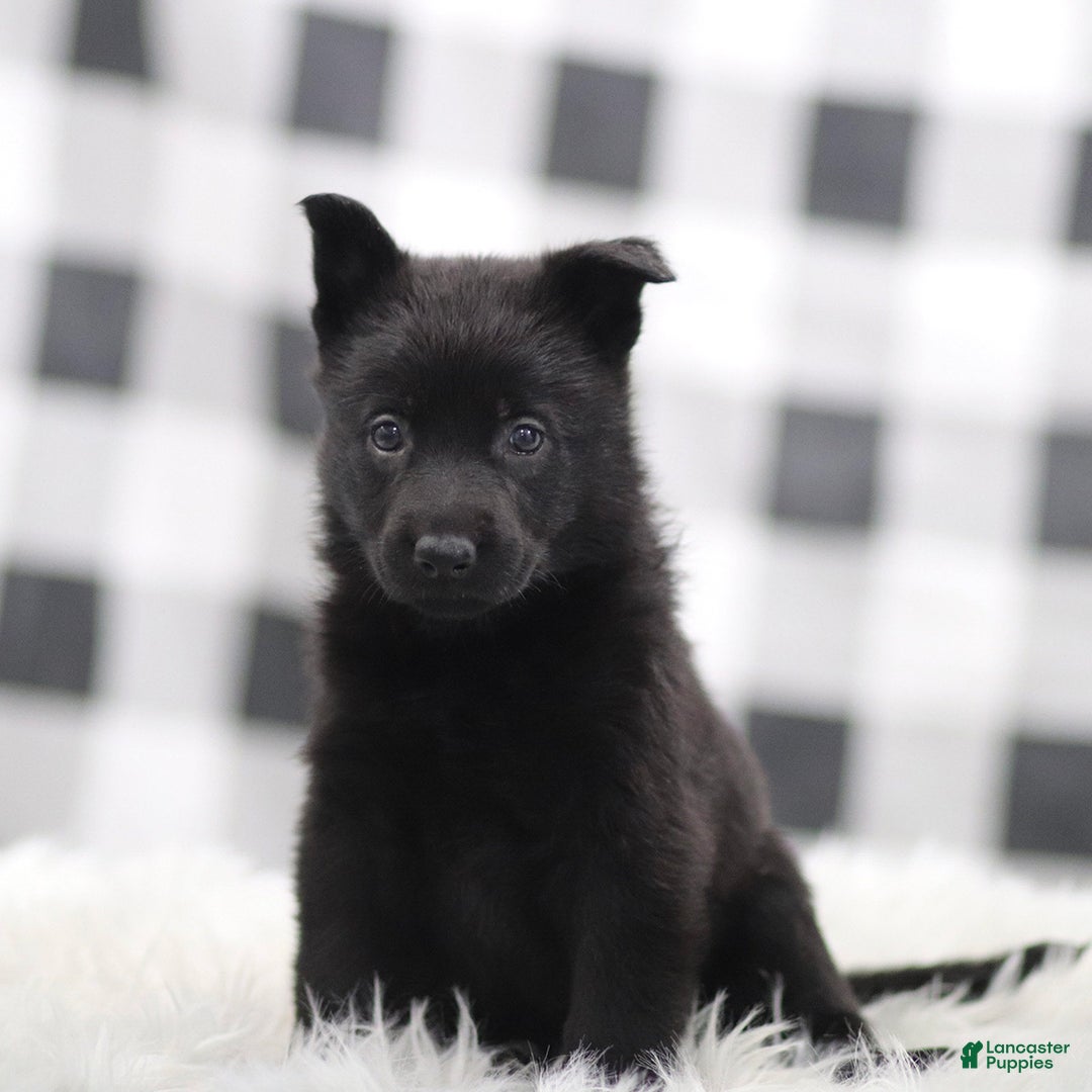 German Shepherd dogs for sale: Faith - Ad 1