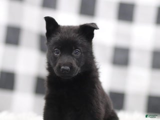 German Shepherd dogs Faith - Ad 4