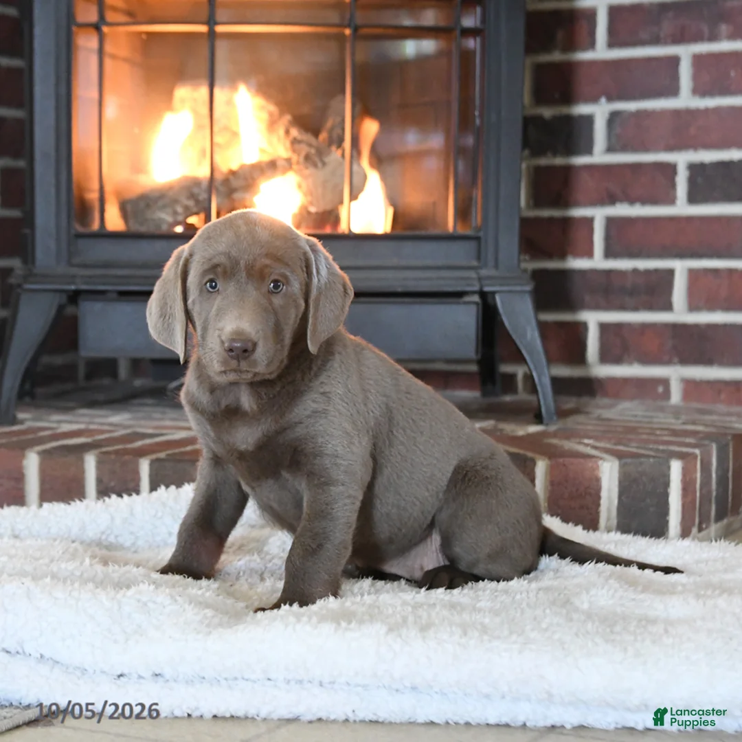 Labrador Retriever dogs for sale: Silver Belle - Ad 1