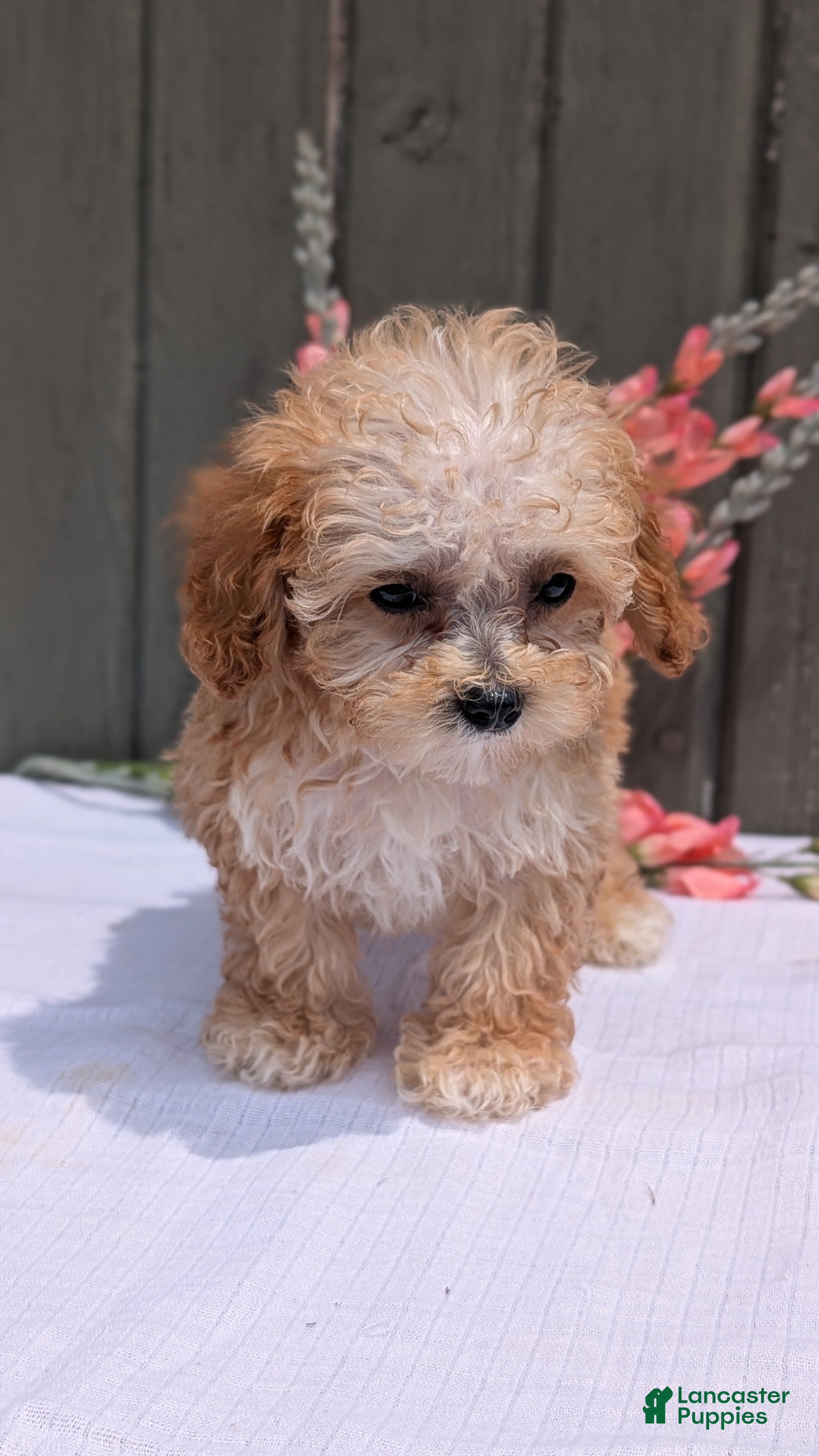 Miniature Poodle dogs Helix  - Ad 2