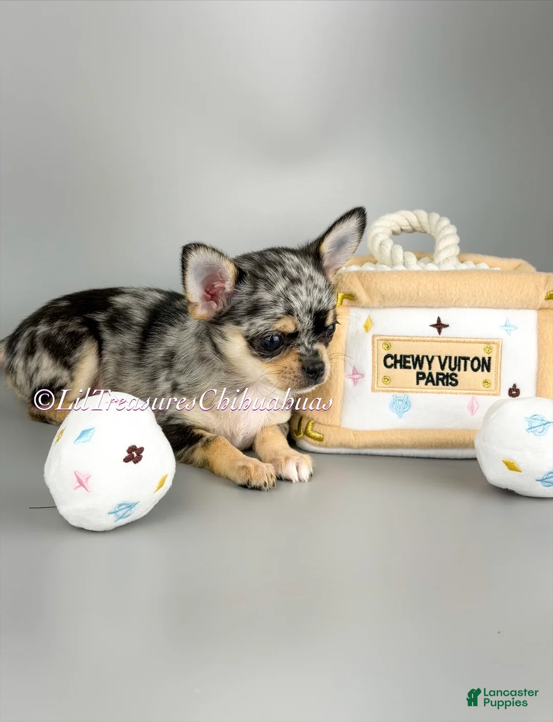 Chihuahua dogs for sale: Rochelle - Ad 2