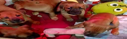 Mixed Breed dogs for sale:  1 - Ad 7