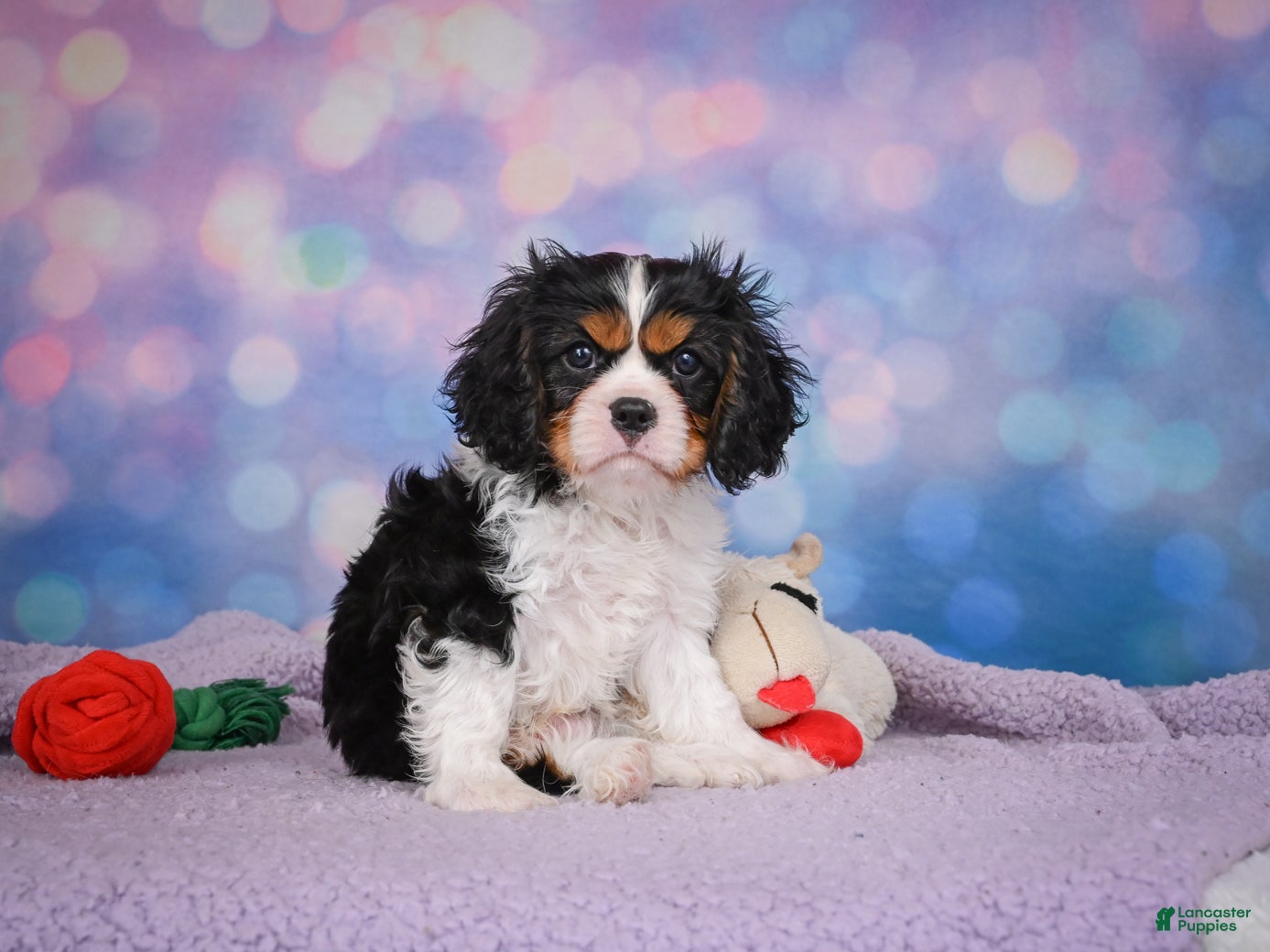 Cavalier King Charles Spaniel dogs for sale: Abel - Ad 2