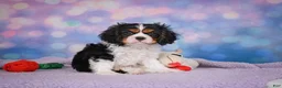 Cavalier King Charles Spaniel dogs for sale: Abel - Ad 1