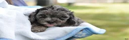 Cavapoo dogs for sale: Cavapoo 3 Twinkle - Ad 22