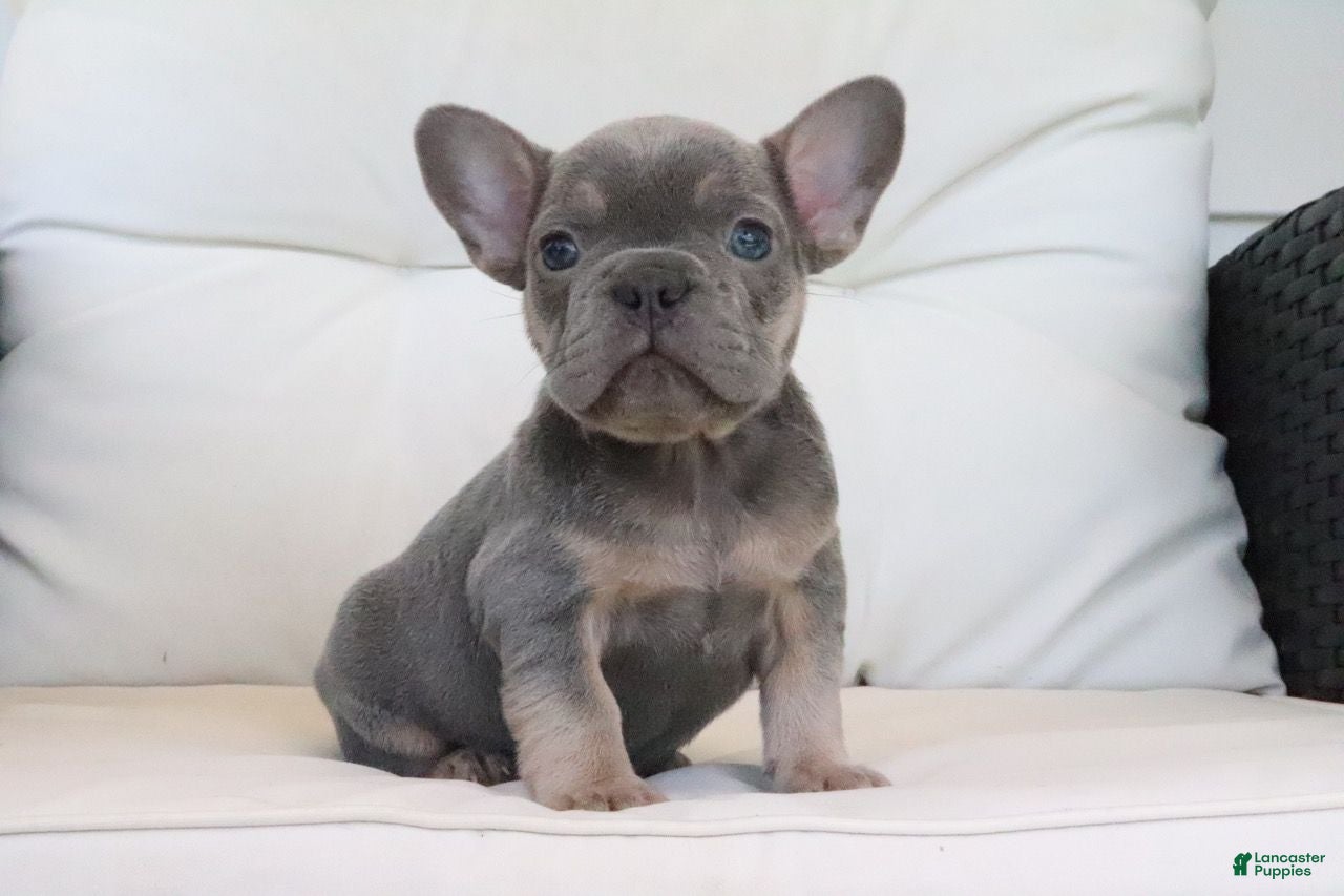 French Bulldog dogs Trisha  - Ad 1