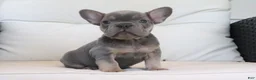 French Bulldog dogs for sale: Trisha  - Ad 1