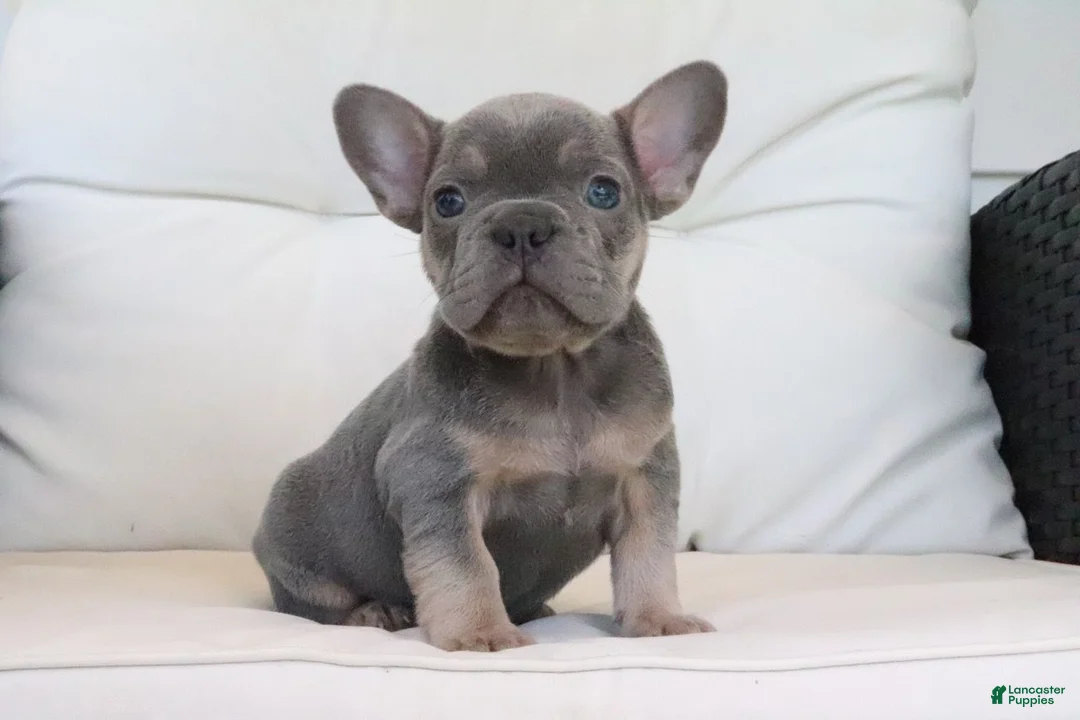 French Bulldog dogs for sale: Trisha  - Ad 1