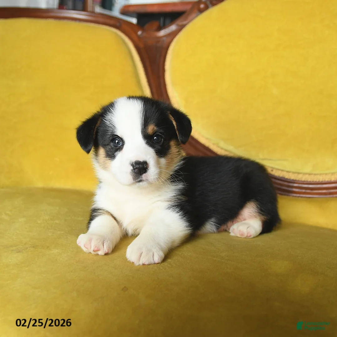 Welsh Corgi Pembroke dogs for sale: Titus - Ad 3
