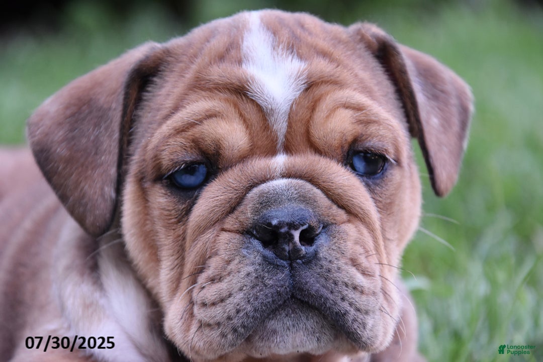 Mixed Breed dogs for sale: Macey - Image 10