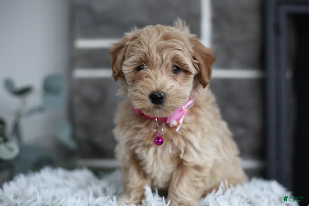 Maltipoo dogs for sale: Raya - Ad 11