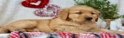 Golden Retriever dogs for sale: Tommy - Ad 3