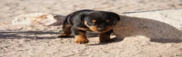 Rottweiler dogs for sale: Rott M2 - Ad 4