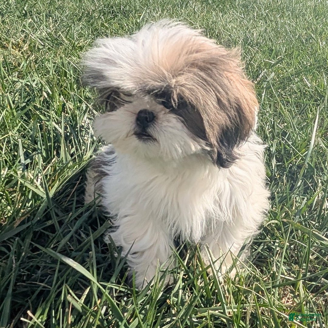 Shih Tzu dogs for sale: Tiggy - Ad 7