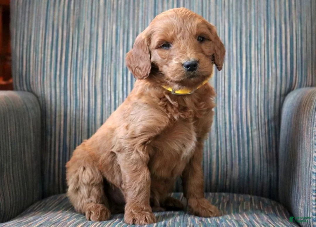 Goldendoodle dogs for sale: Goldendoodle Puppy 3 - Ad 2