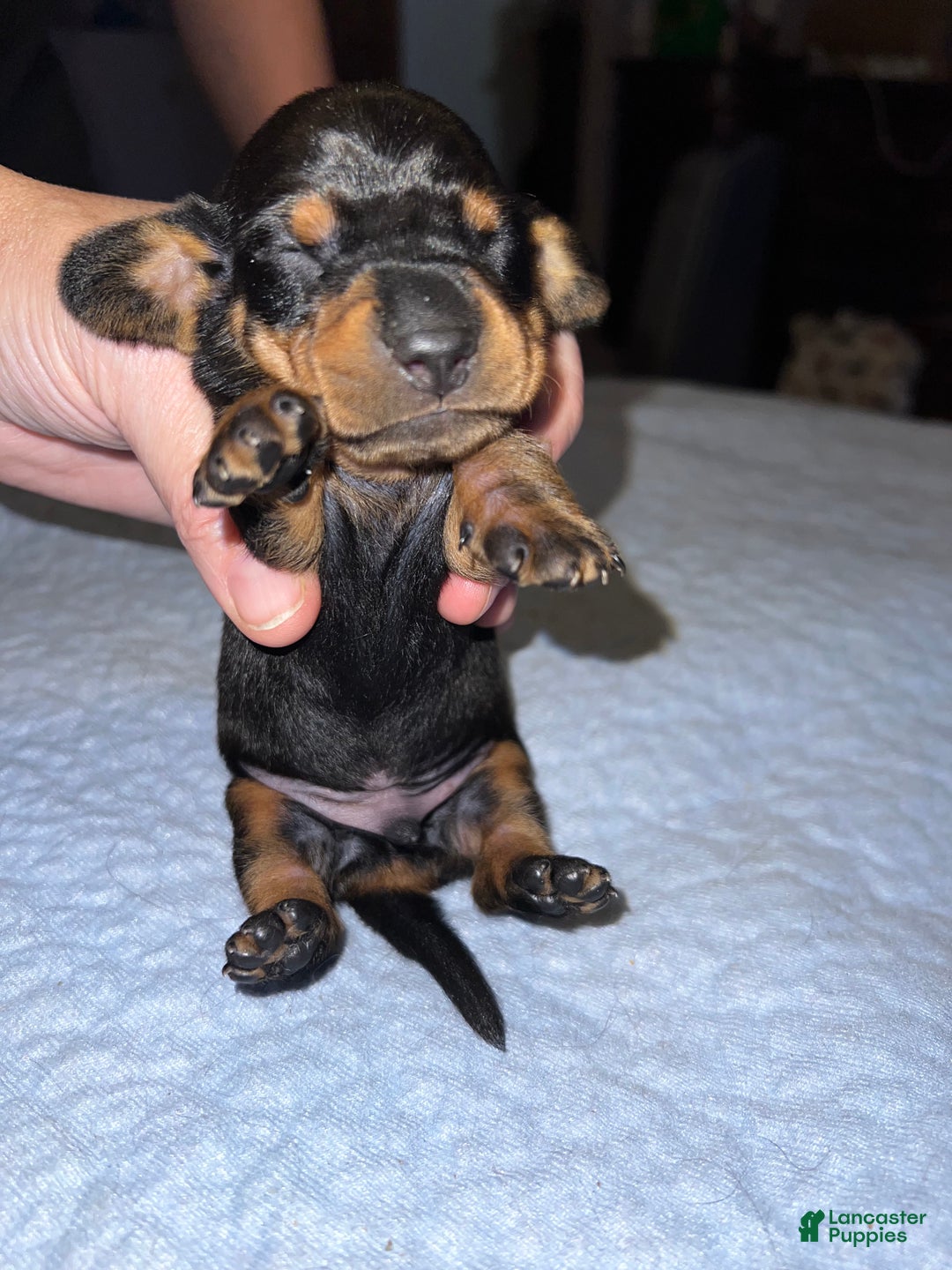 Miniature Dachshund dogs for sale: Smooth Russian 2 champion parents - Ad 1
