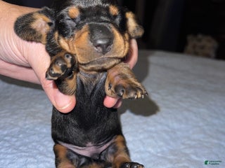Miniature Dachshund dogs Smooth Russian 2 champion parents - Ad 20