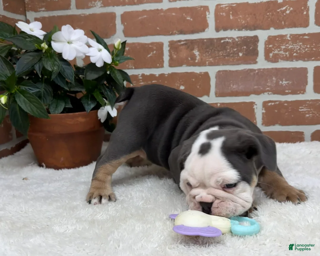 English Bulldog dogs for sale: Macy - Ad 2