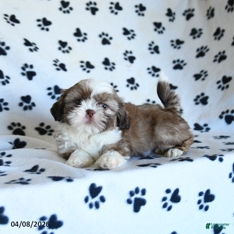 Shih Tzu dogs Forest - Ad 2