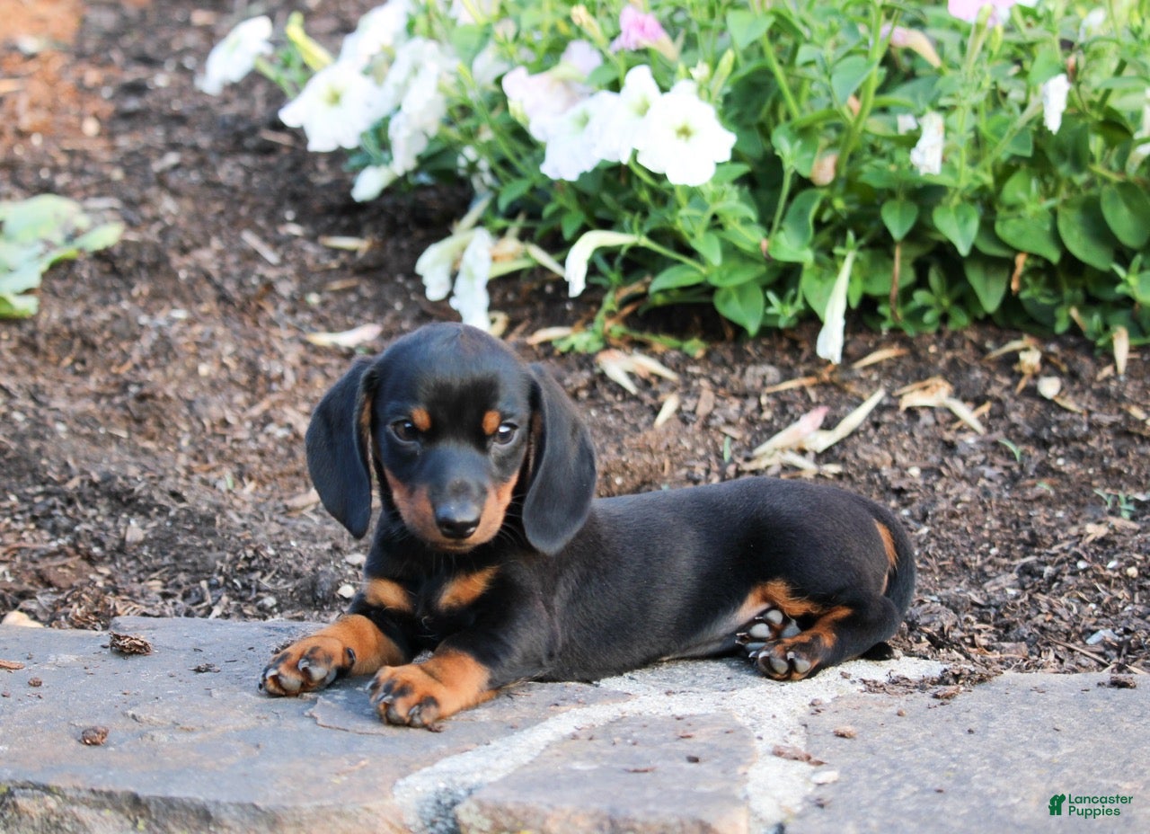 Miniature Dachshund dogs for sale: Docan - Ad 1