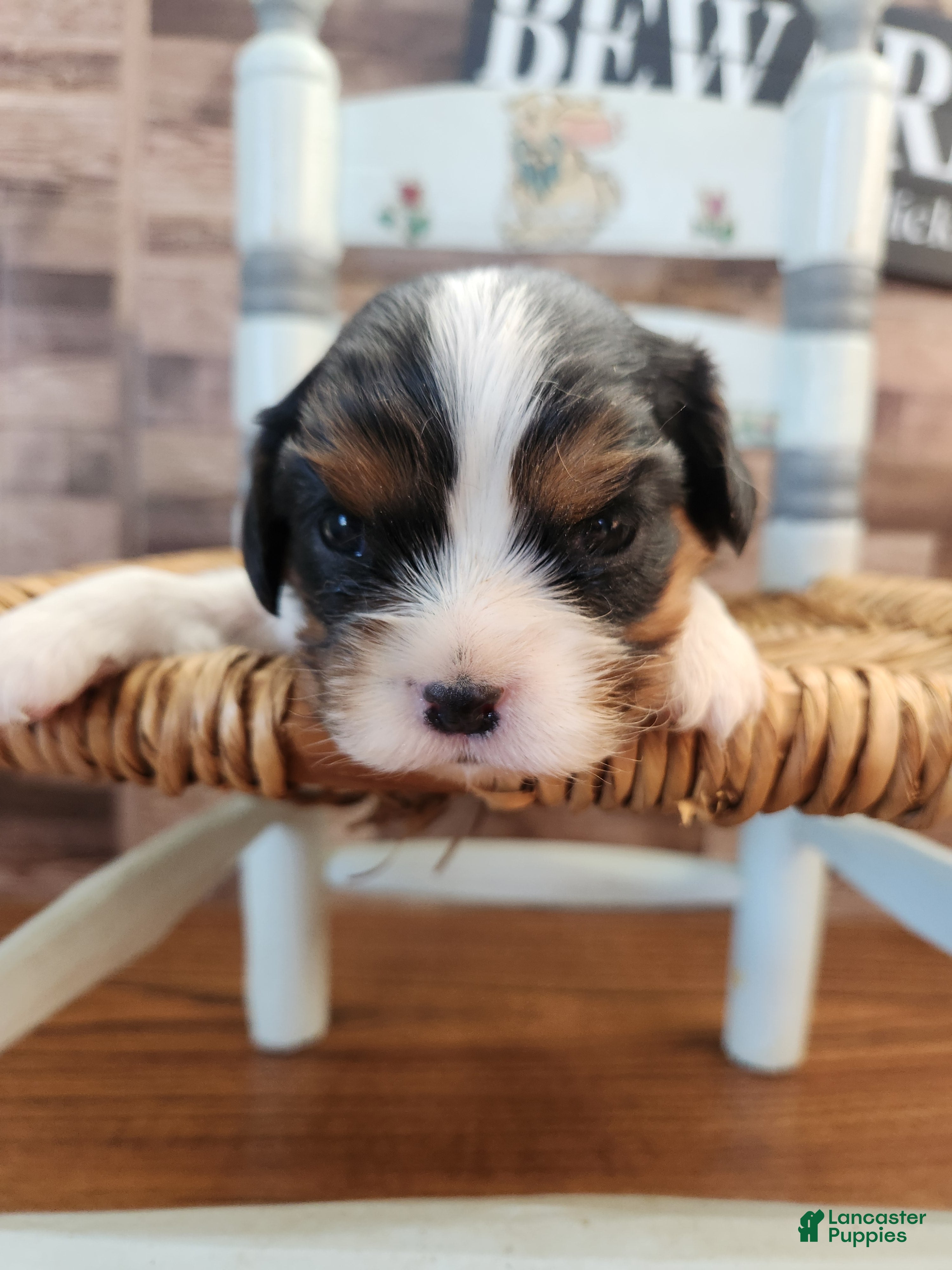 Cavalier King Charles Spaniel dogs Cavalier King Charles Spaniel Puppy 3 - Ad 22