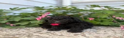 Toy Poodle dogs for sale: Ebony - Ad 3