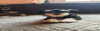 Miniature Schnauzer 2