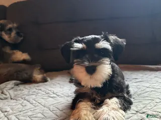 Miniature Schnauzer dogs Miniature Schnauzer 2 - Ad 2