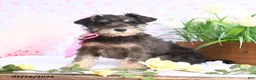 Miniature Schnauzer dogs for sale: Pansy - Ad 1