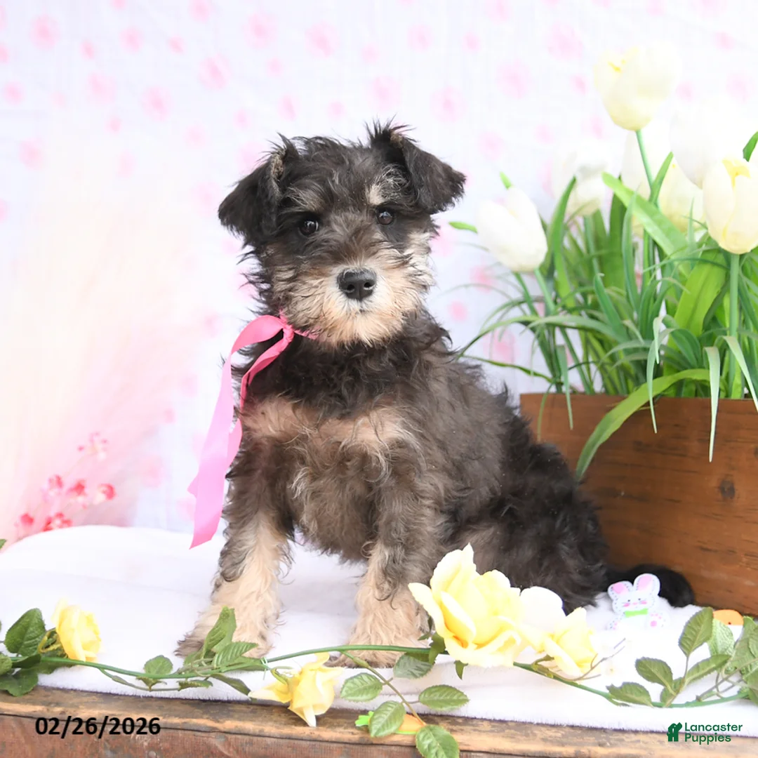 Miniature Schnauzer dogs for sale: Pansy - Ad 1